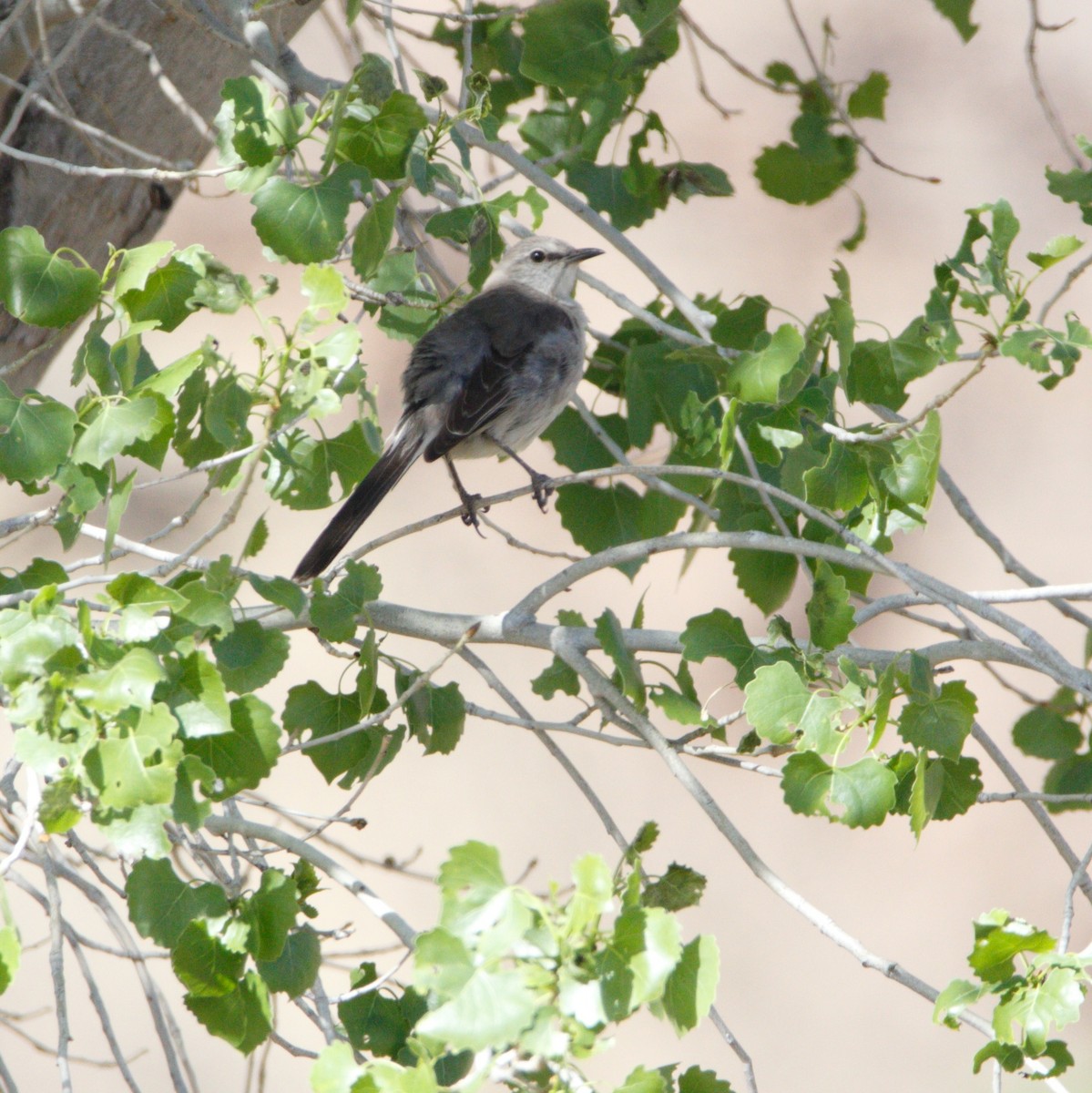 Northern Mockingbird - ML618353377