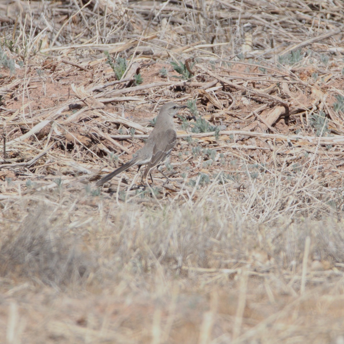 Northern Mockingbird - ML618353378