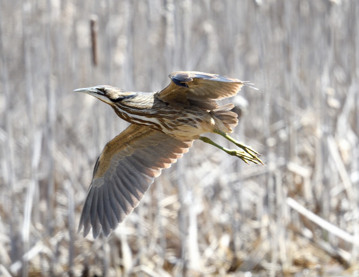 American Bittern - Margaret Hough