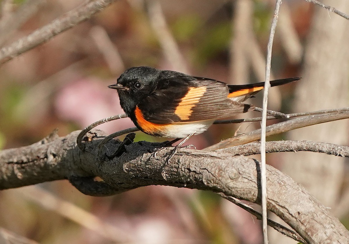 American Redstart - Cathy Sheeter