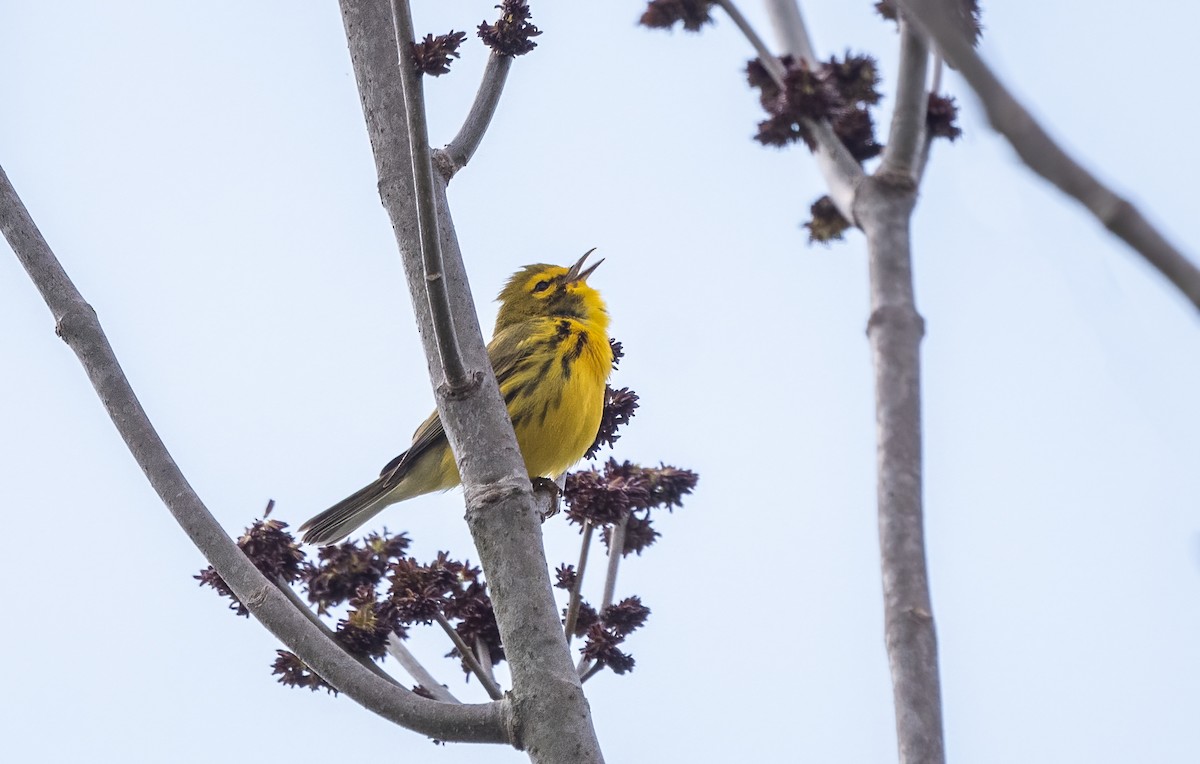 Prairie Warbler - Sandy Podulka