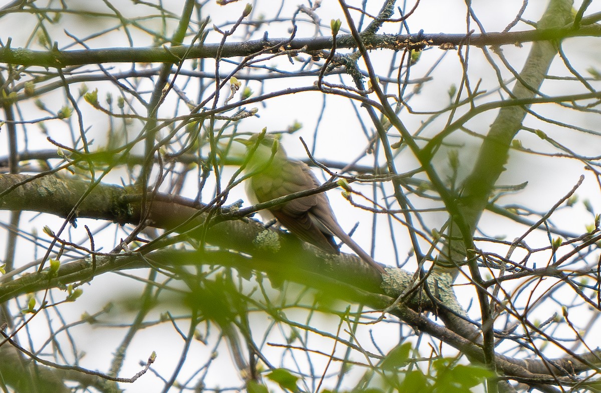 Yellow-billed Cuckoo - ML618353459