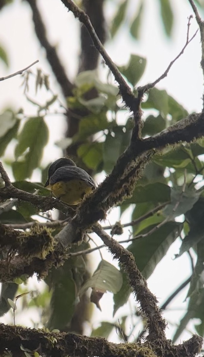 Blue-and-gold Tanager - ML618353471