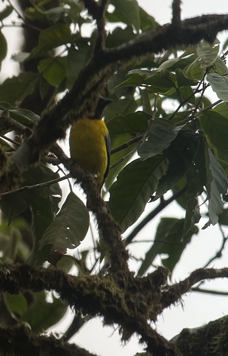 Blue-and-gold Tanager - ML618353472