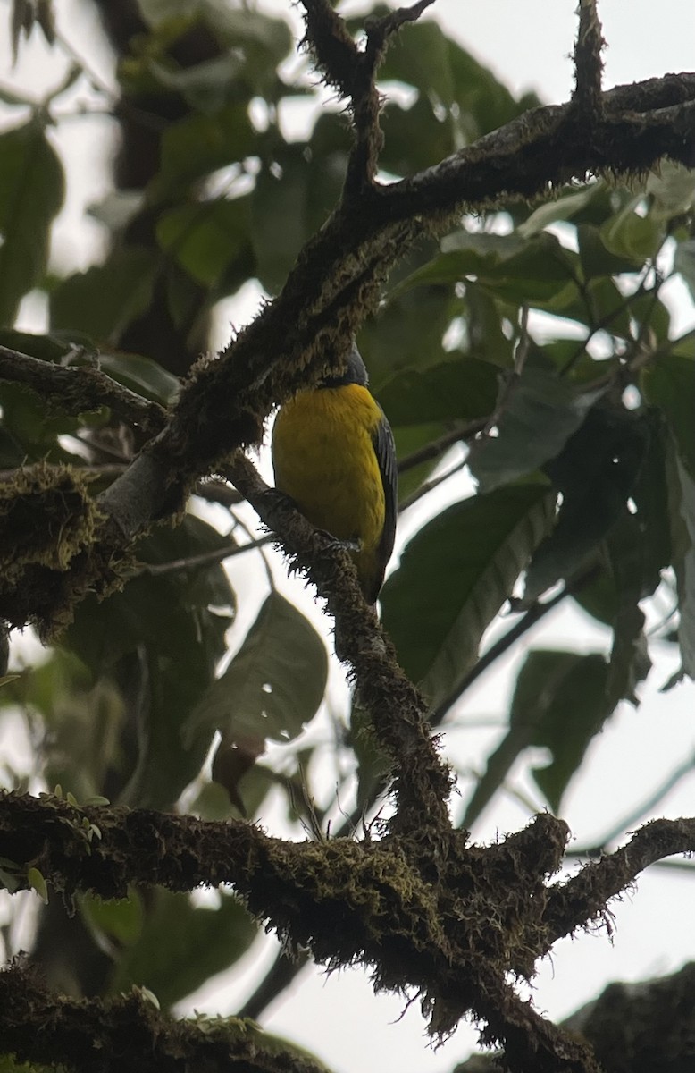 Blue-and-gold Tanager - ML618353473