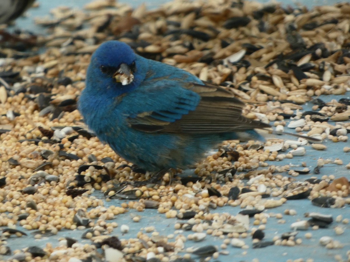 Indigo Bunting - ML618353489