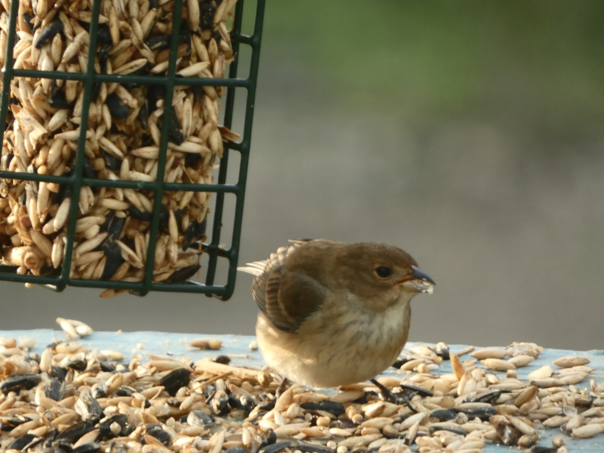 Indigo Bunting - ML618353492