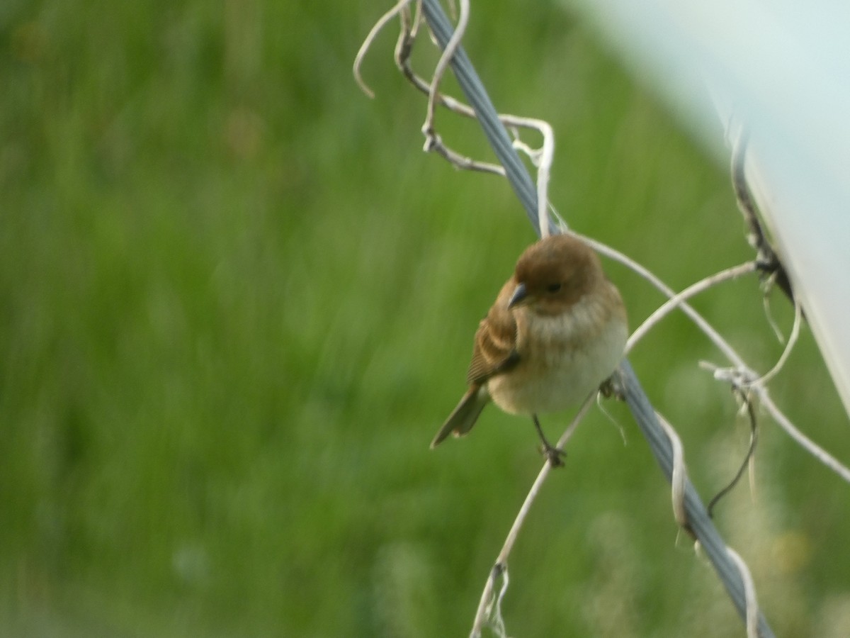 Indigo Bunting - ML618353497