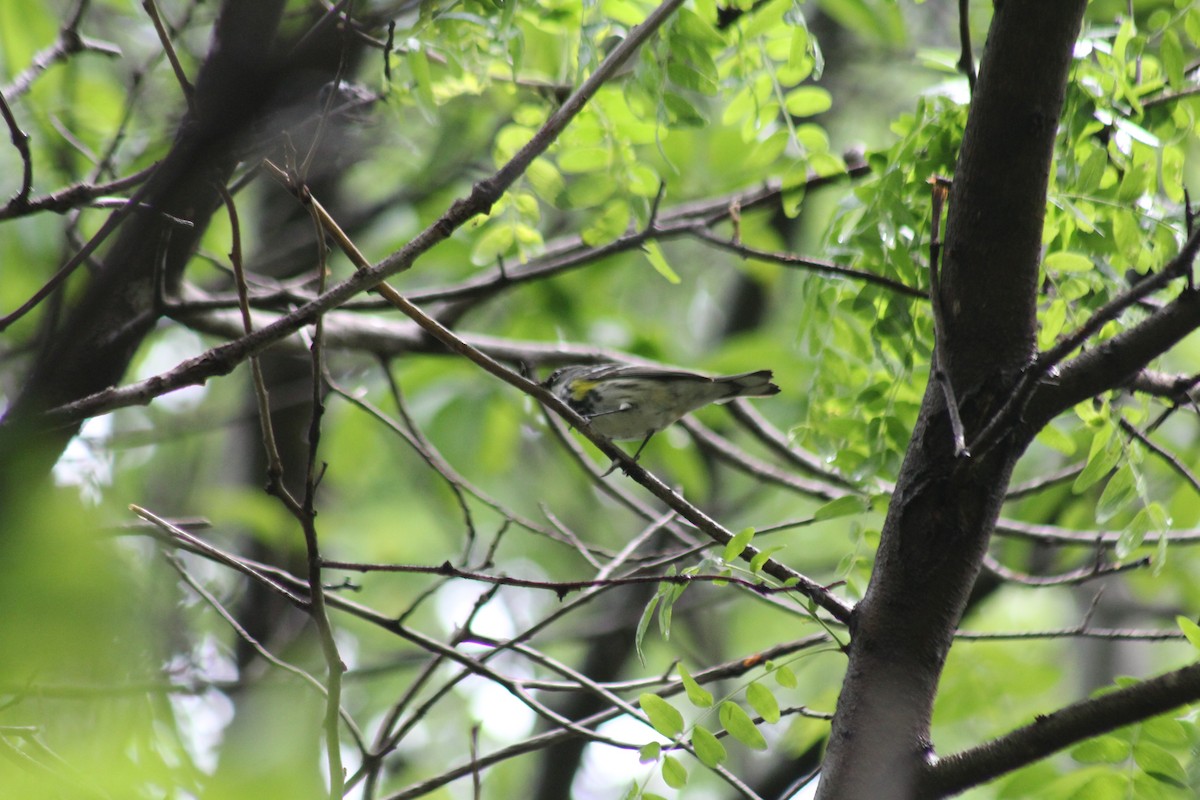 Yellow-rumped Warbler - ML618353516