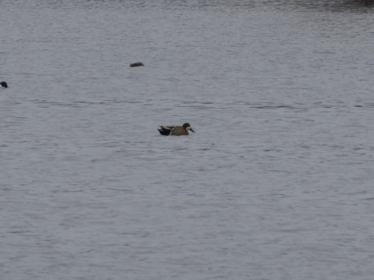 Northern Shoveler x Gadwall (hybrid) - ML618353576