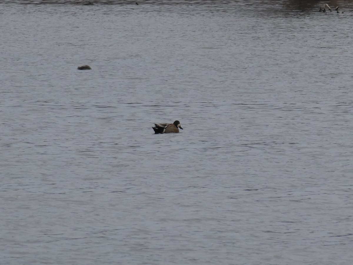 Northern Shoveler x Gadwall (hybrid) - ML618353590