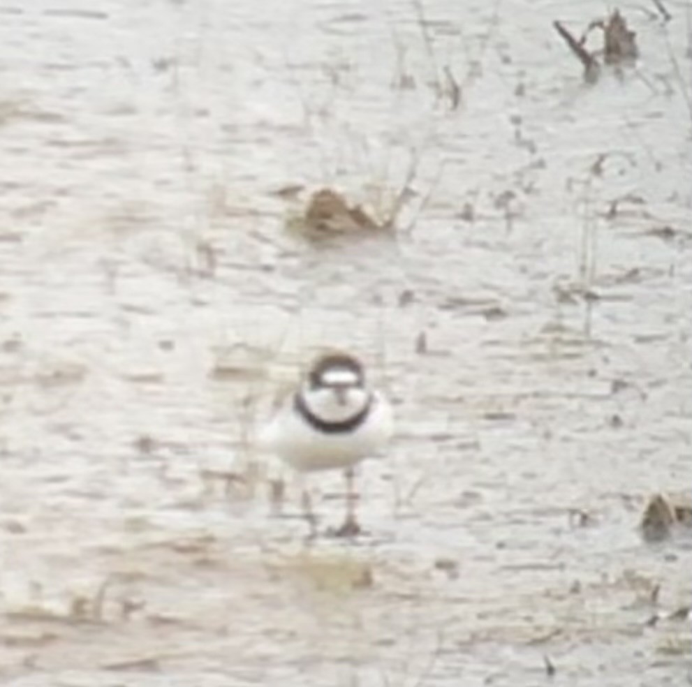 Semipalmated Plover - ML618353596