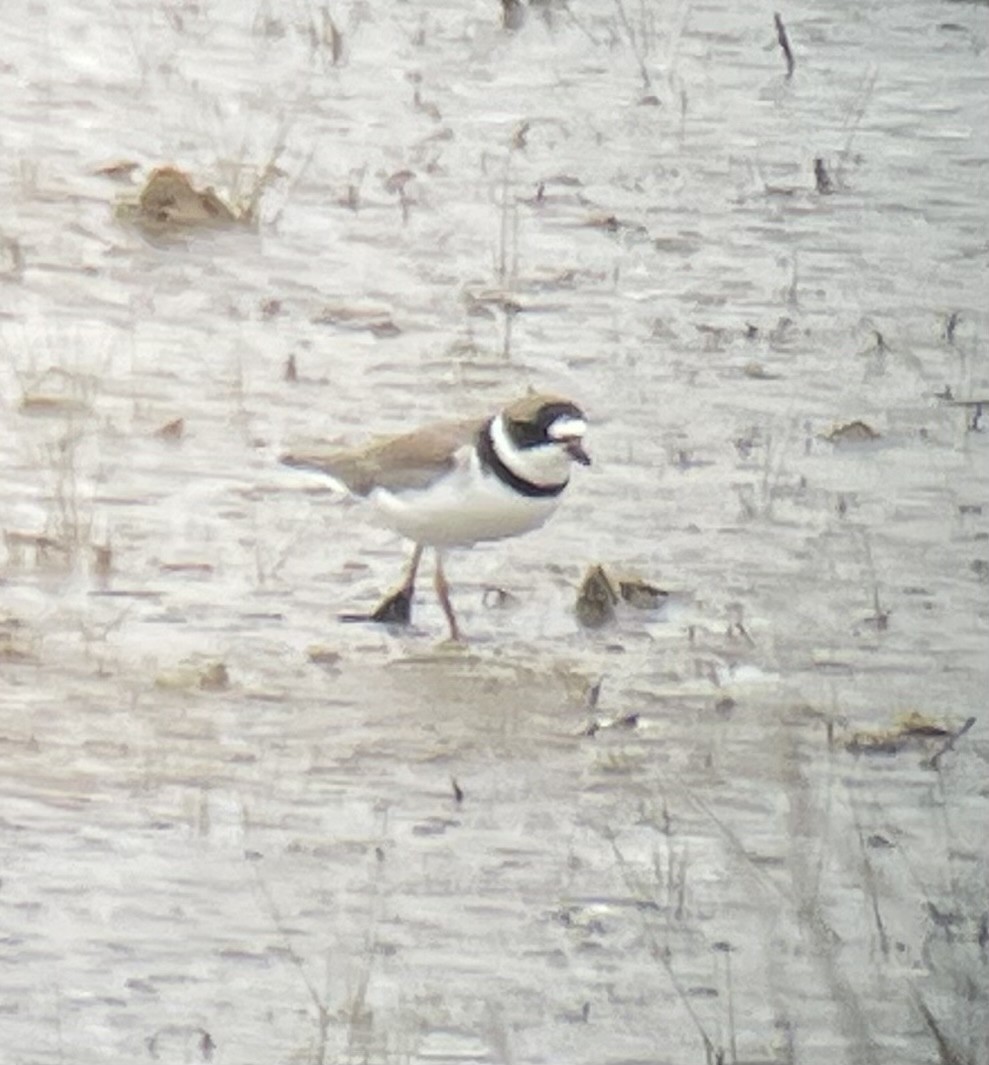Semipalmated Plover - ML618353597
