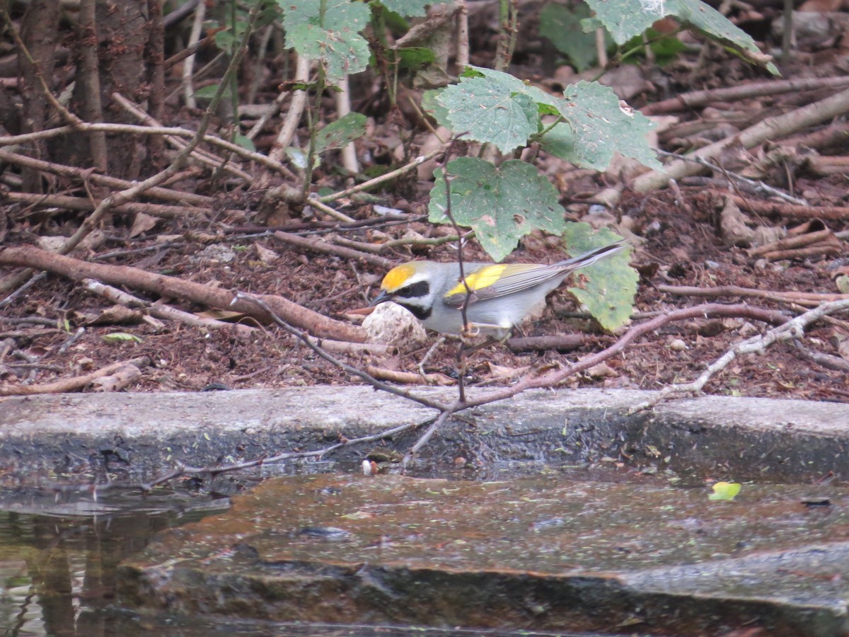 Golden-winged Warbler - Tamie Bulow