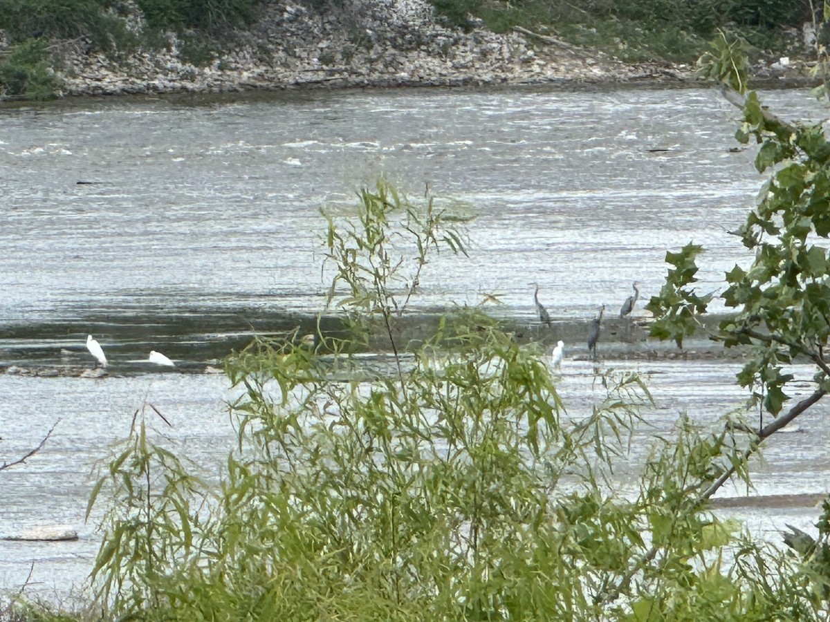 Great Blue Heron - Julie Miller-Cribbs