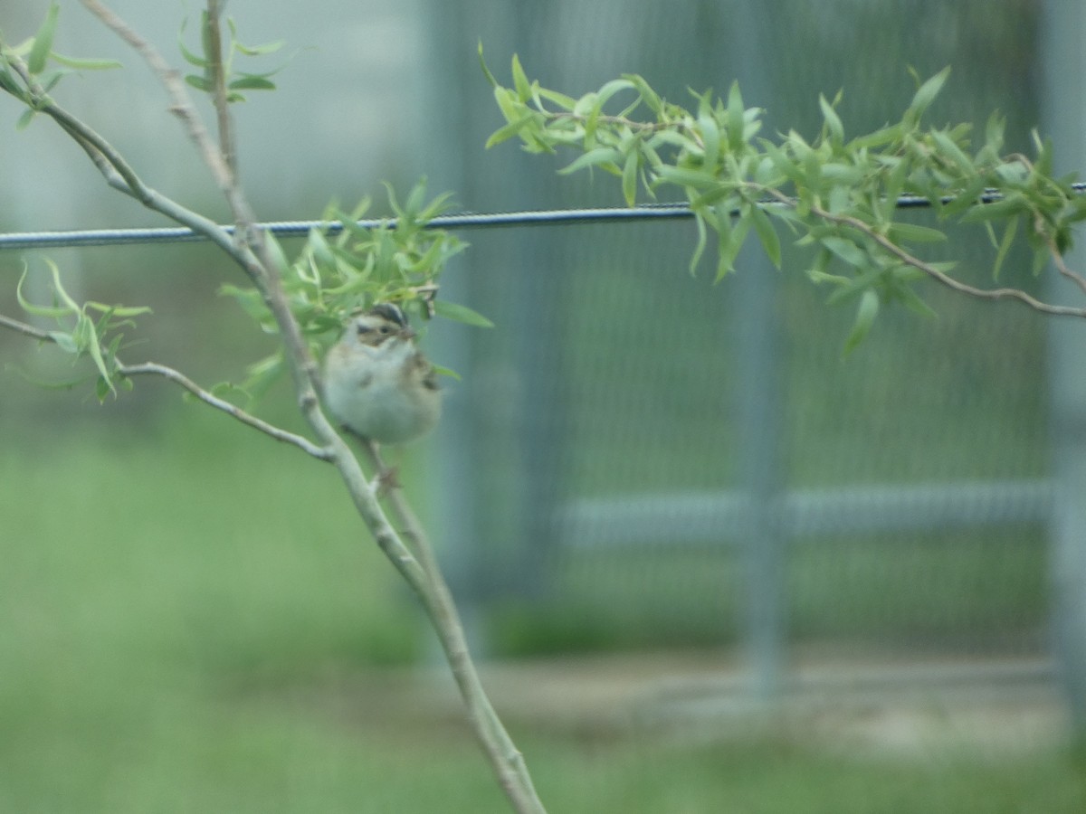 Clay-colored Sparrow - ML618353623