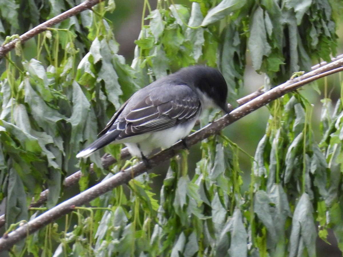 Eastern Kingbird - Jeanene Daniels