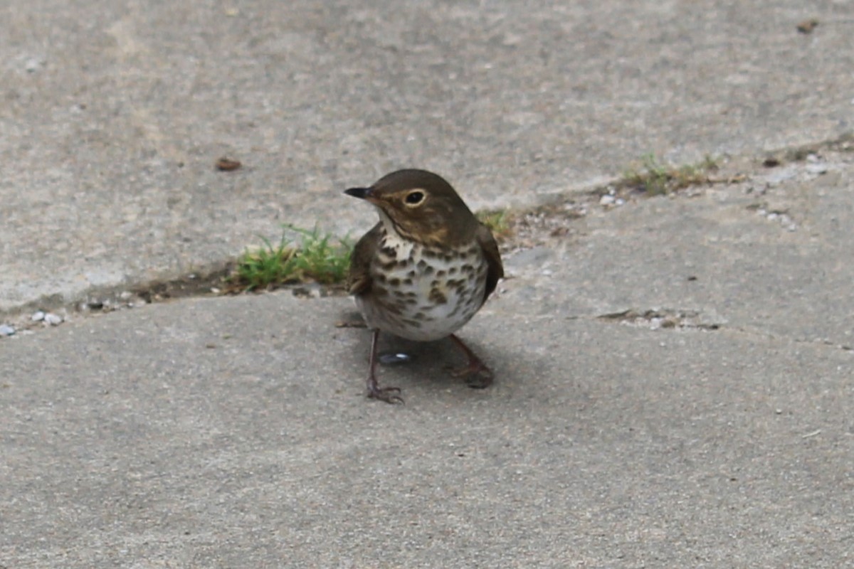 Swainson's Thrush - ML618353724