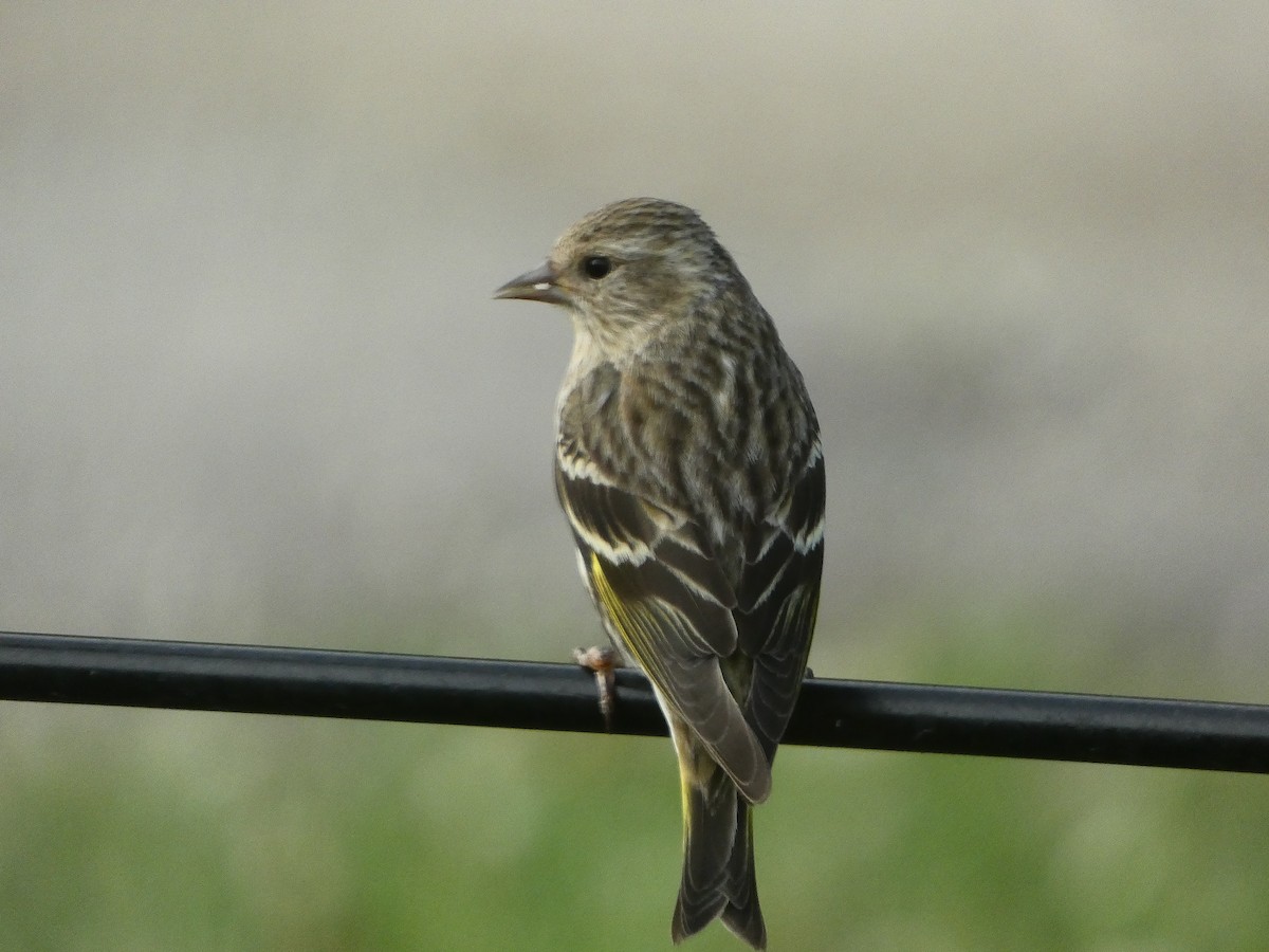 Pine Siskin - ML618353736