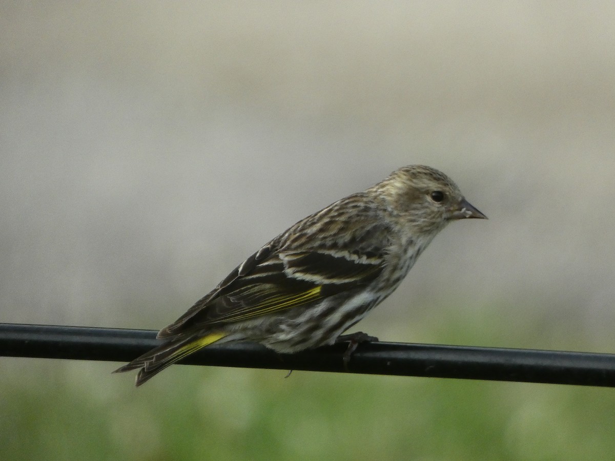 Pine Siskin - David McMyne