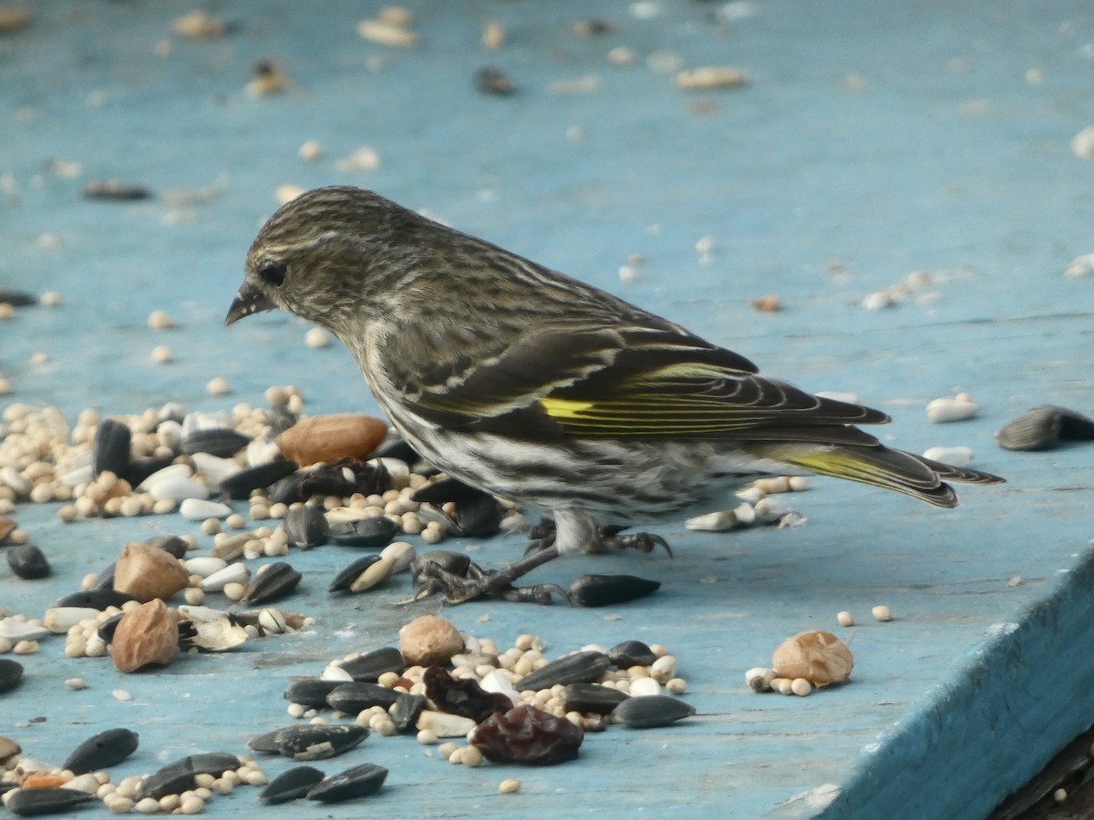 Pine Siskin - ML618353739