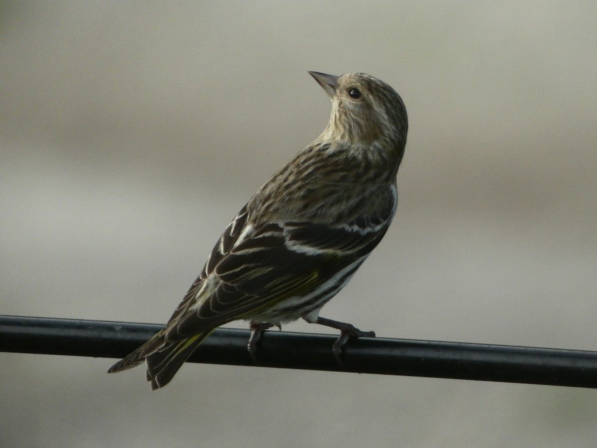 Pine Siskin - David McMyne