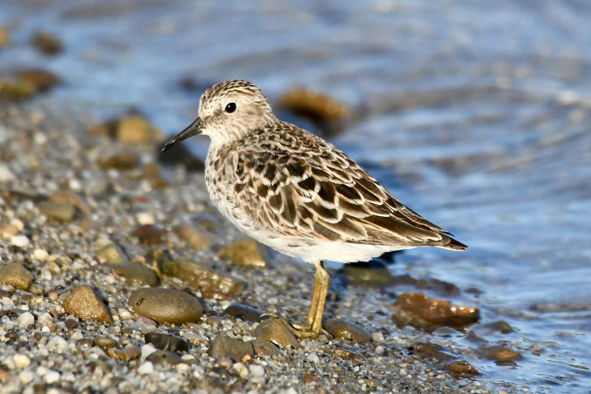 Least Sandpiper - Christine Bossung