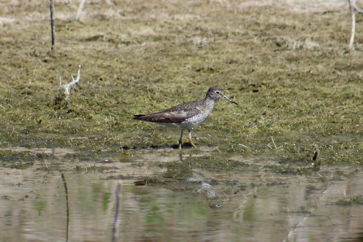 Solitary Sandpiper - ML618353808