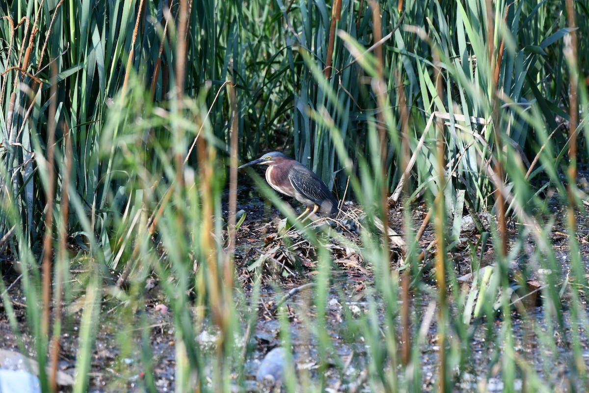 Green Heron - ML618353820