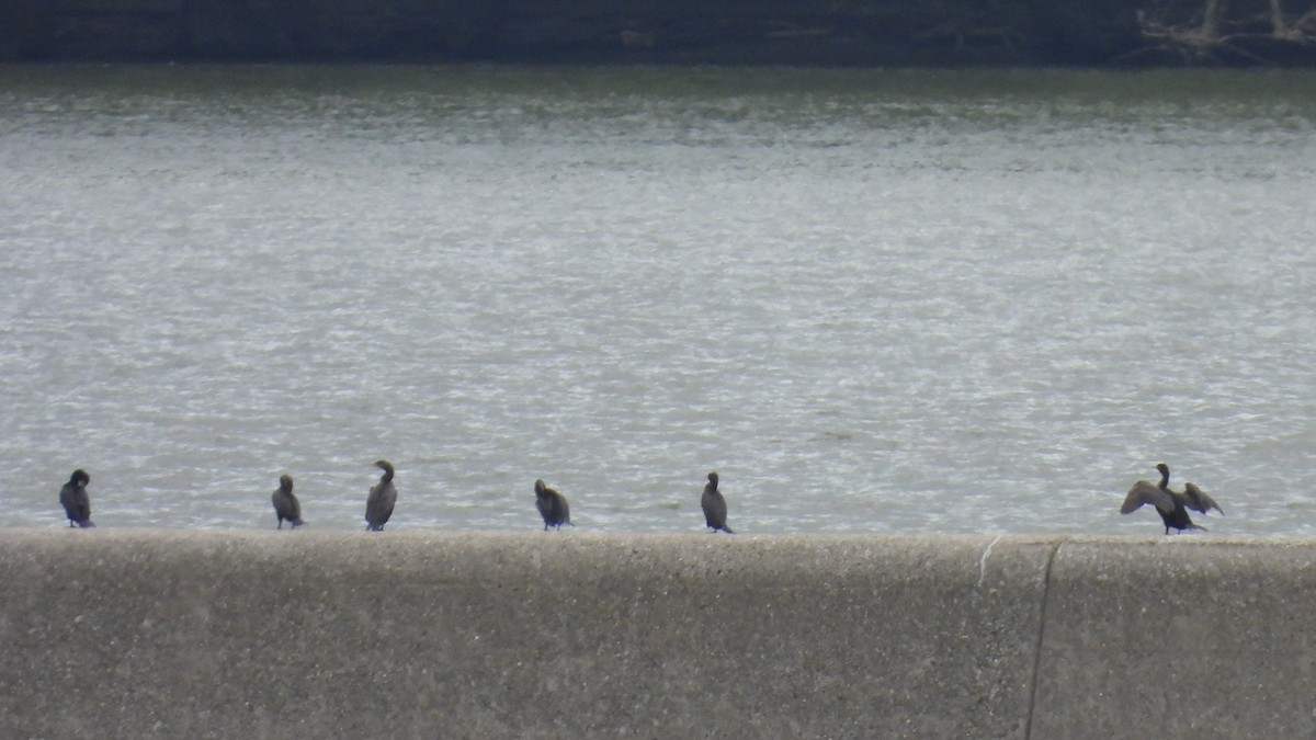 Double-crested Cormorant - Jeanene Daniels