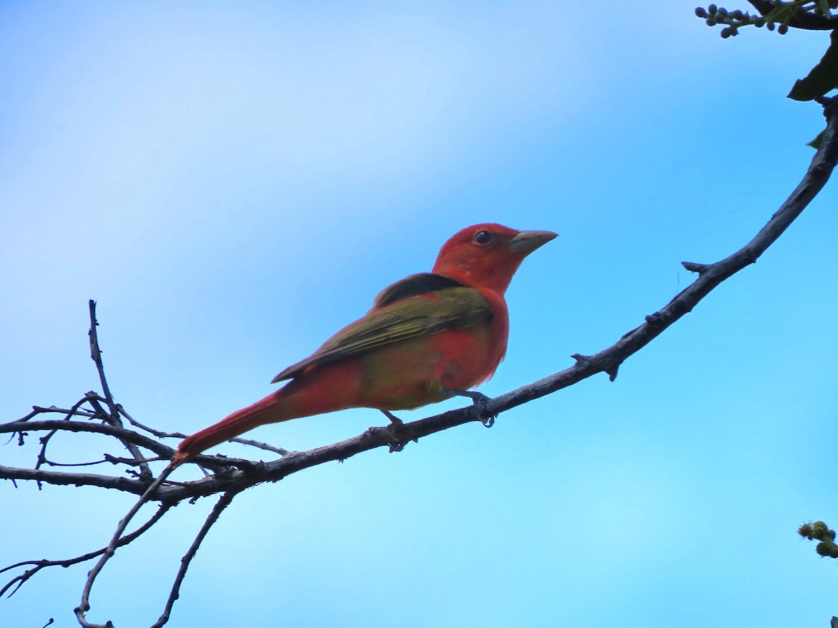 Summer Tanager - ML618353832