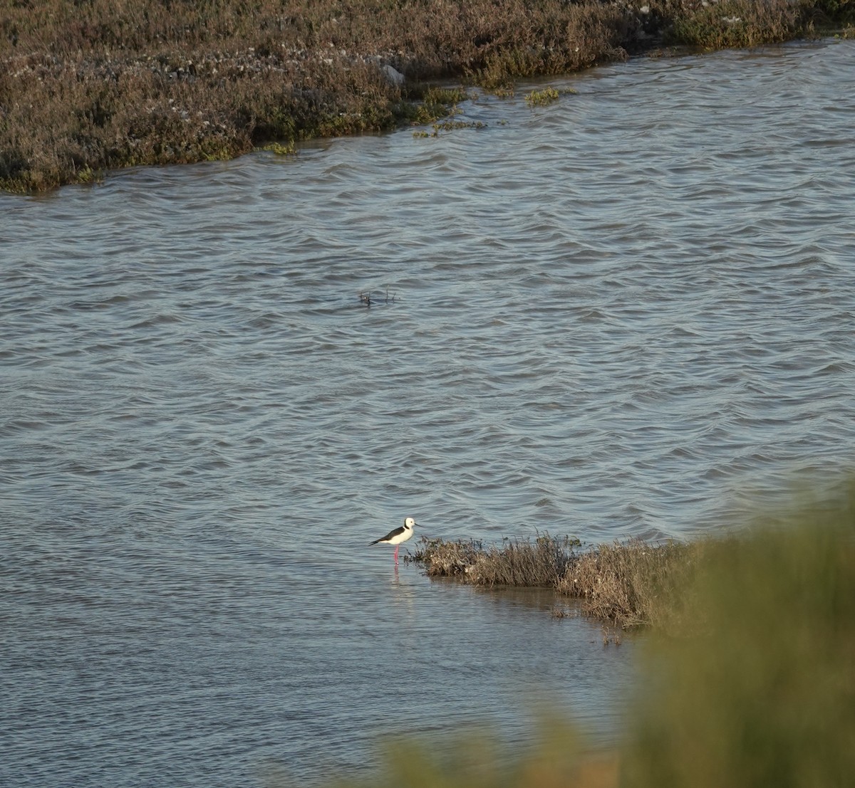 Pied Stilt - ML618353857