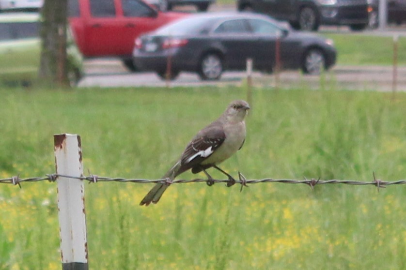 Northern Mockingbird - ML618353866