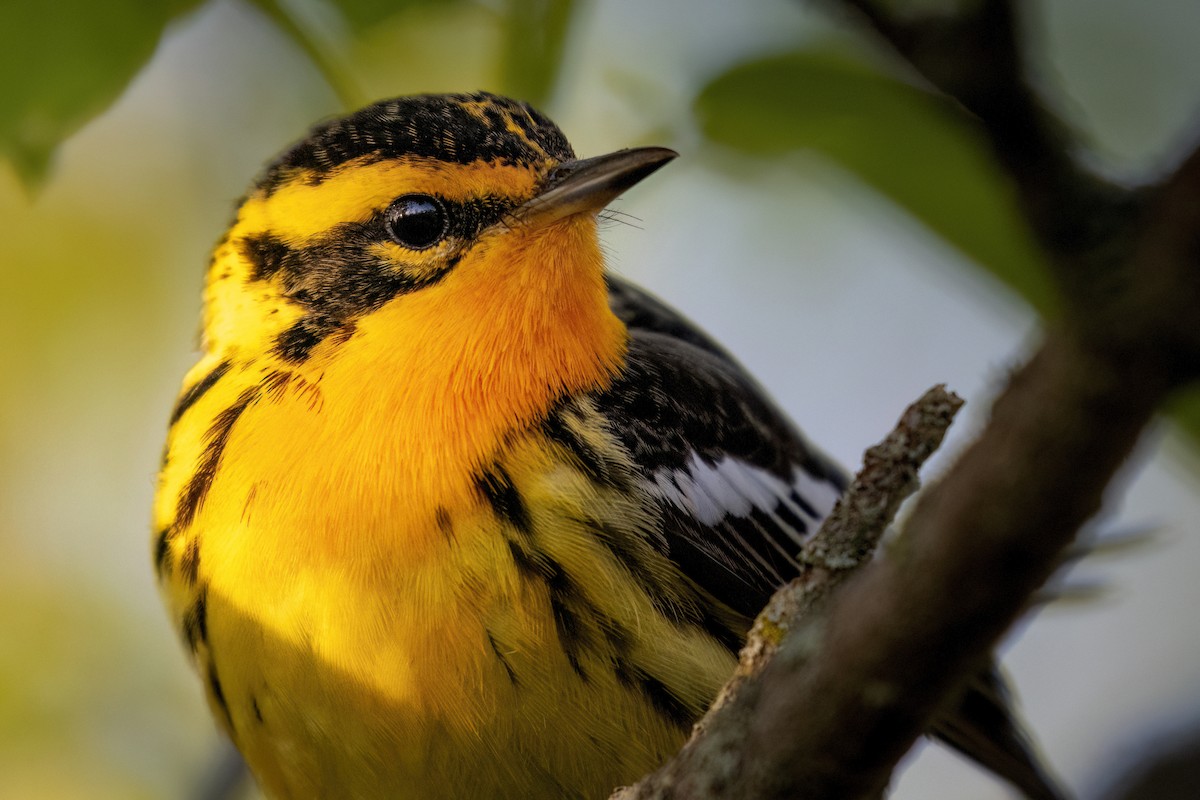 Blackburnian Warbler - ML618353889