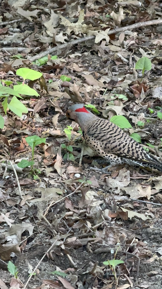 Northern Flicker - ML618353892