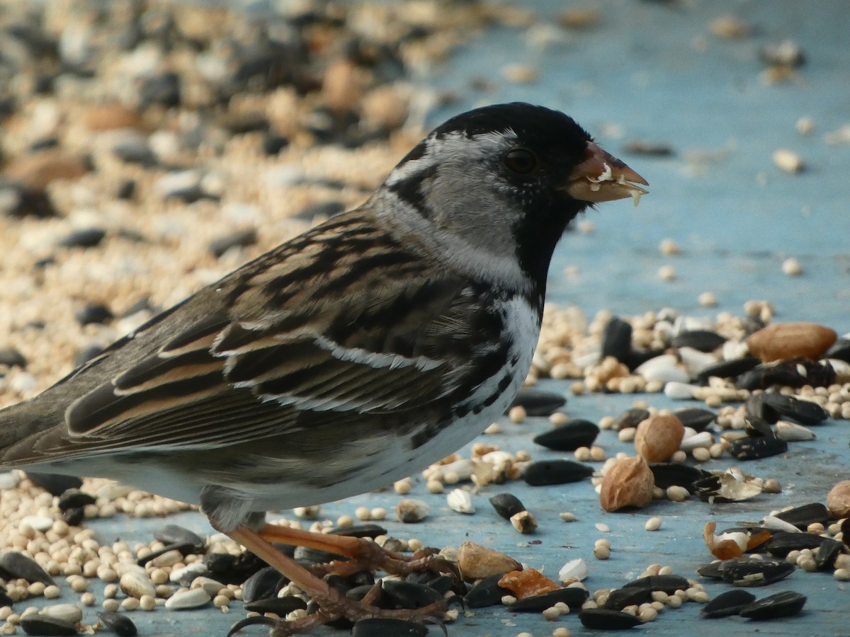 Harris's Sparrow - ML618353906