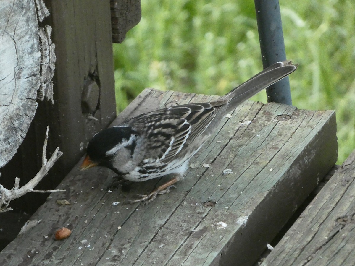 Harris's Sparrow - ML618353908