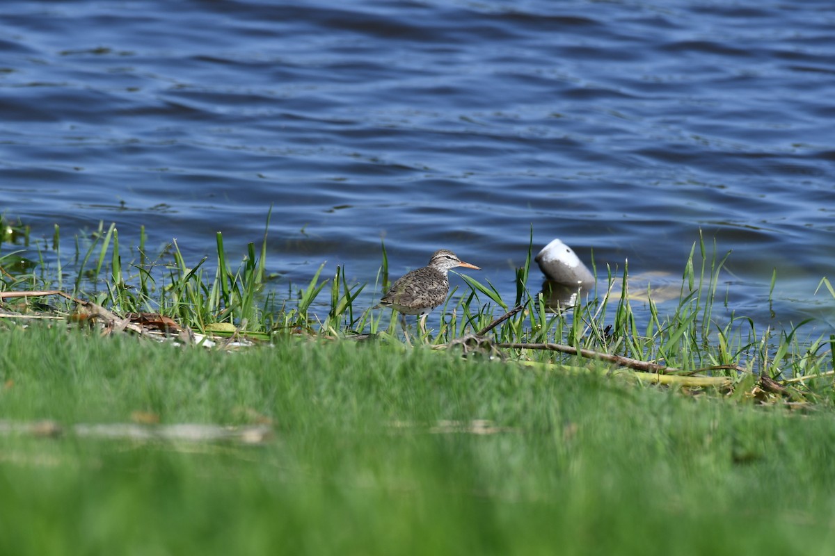 Spotted Sandpiper - Brandy Falise