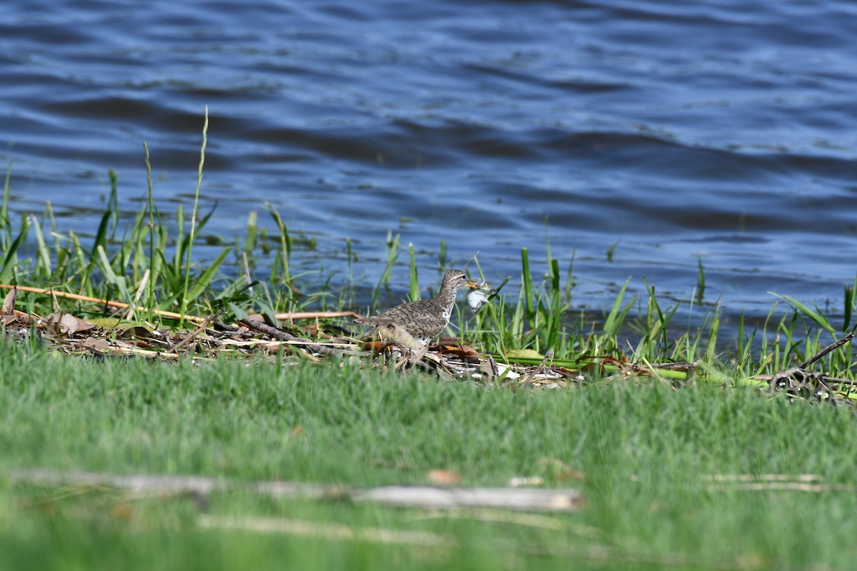 Spotted Sandpiper - Brandy Falise