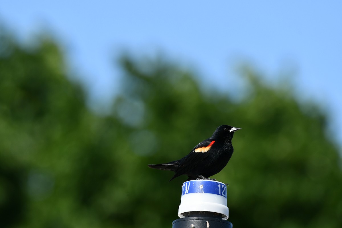 Red-winged Blackbird - Brandy Falise