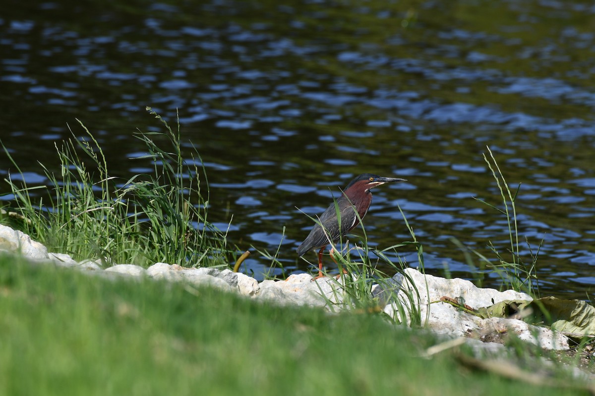 Green Heron - Brandy Falise