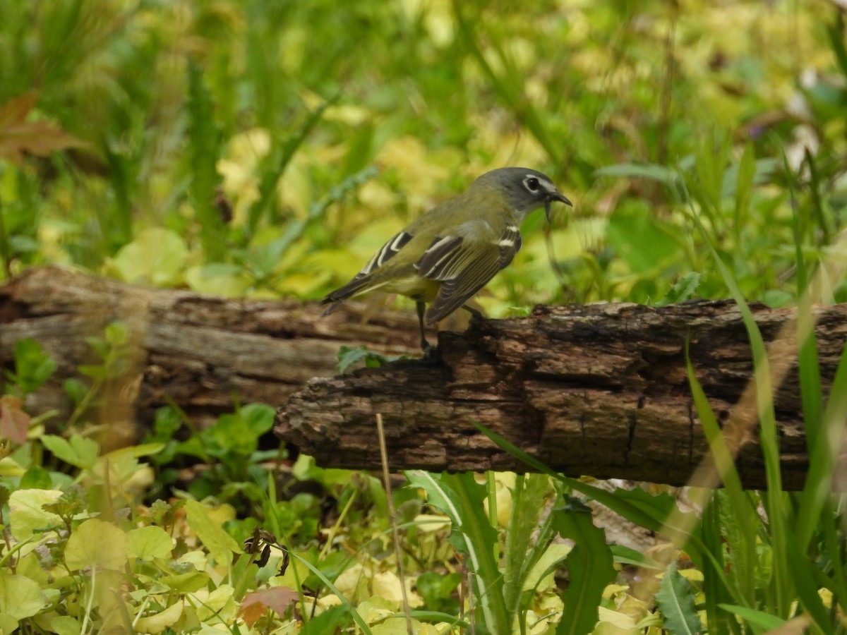 Blue-headed Vireo - Janet Pellegrini