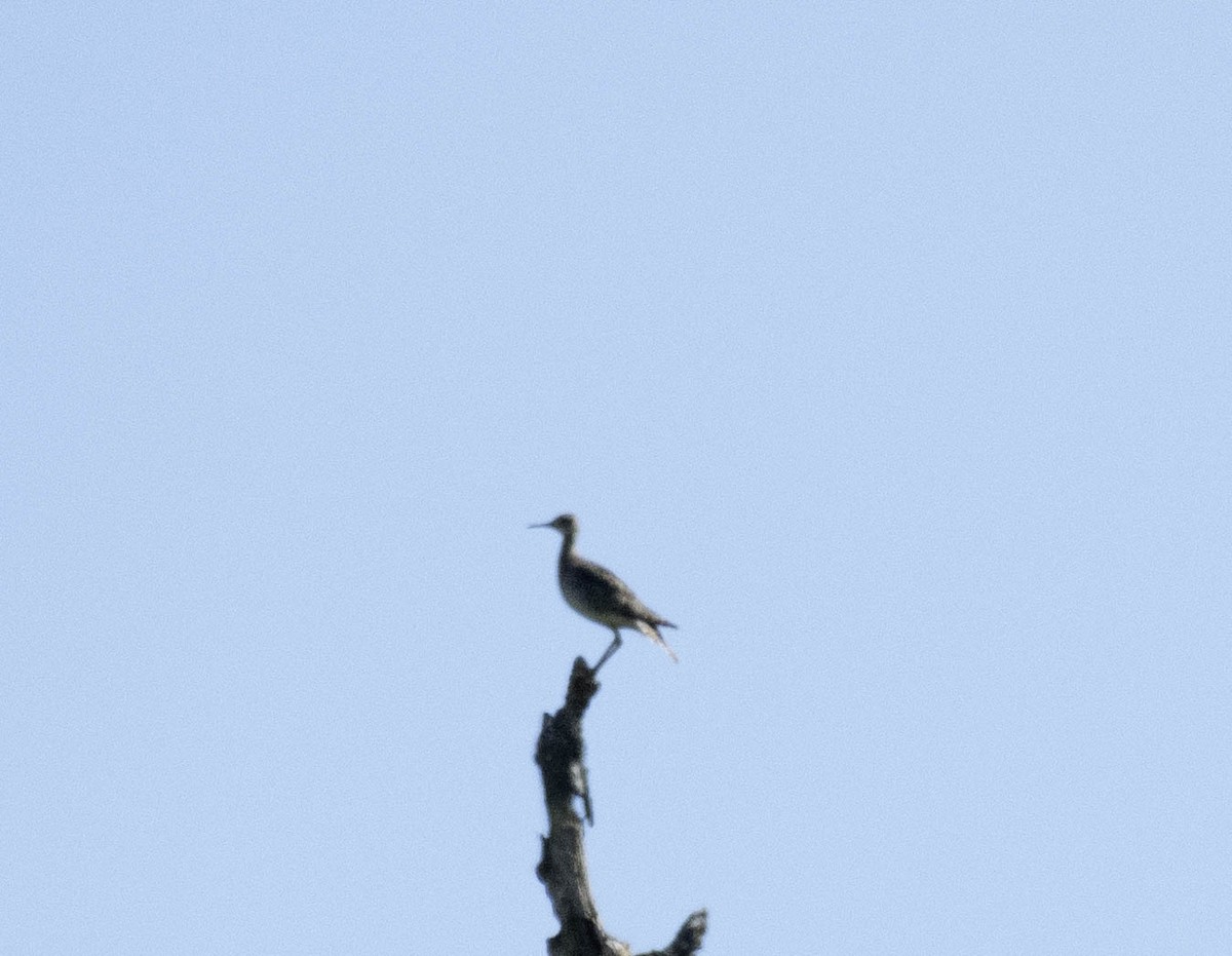 Upland Sandpiper - ML618353971