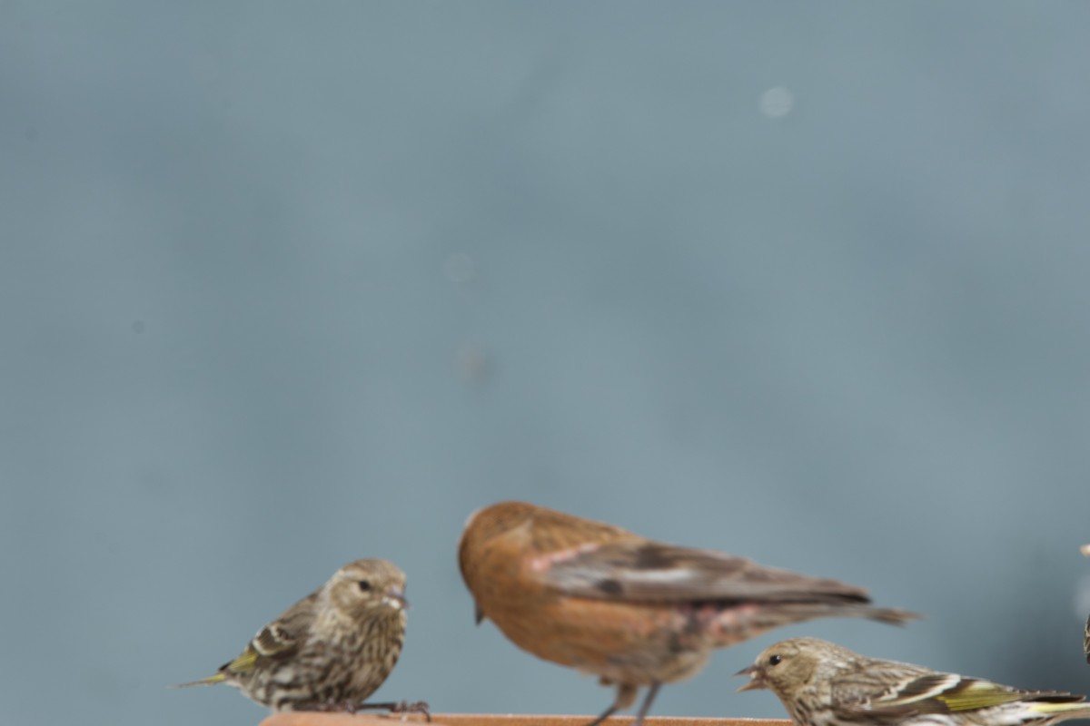 Gray-crowned Rosy-Finch (Gray-crowned) - ML618353978