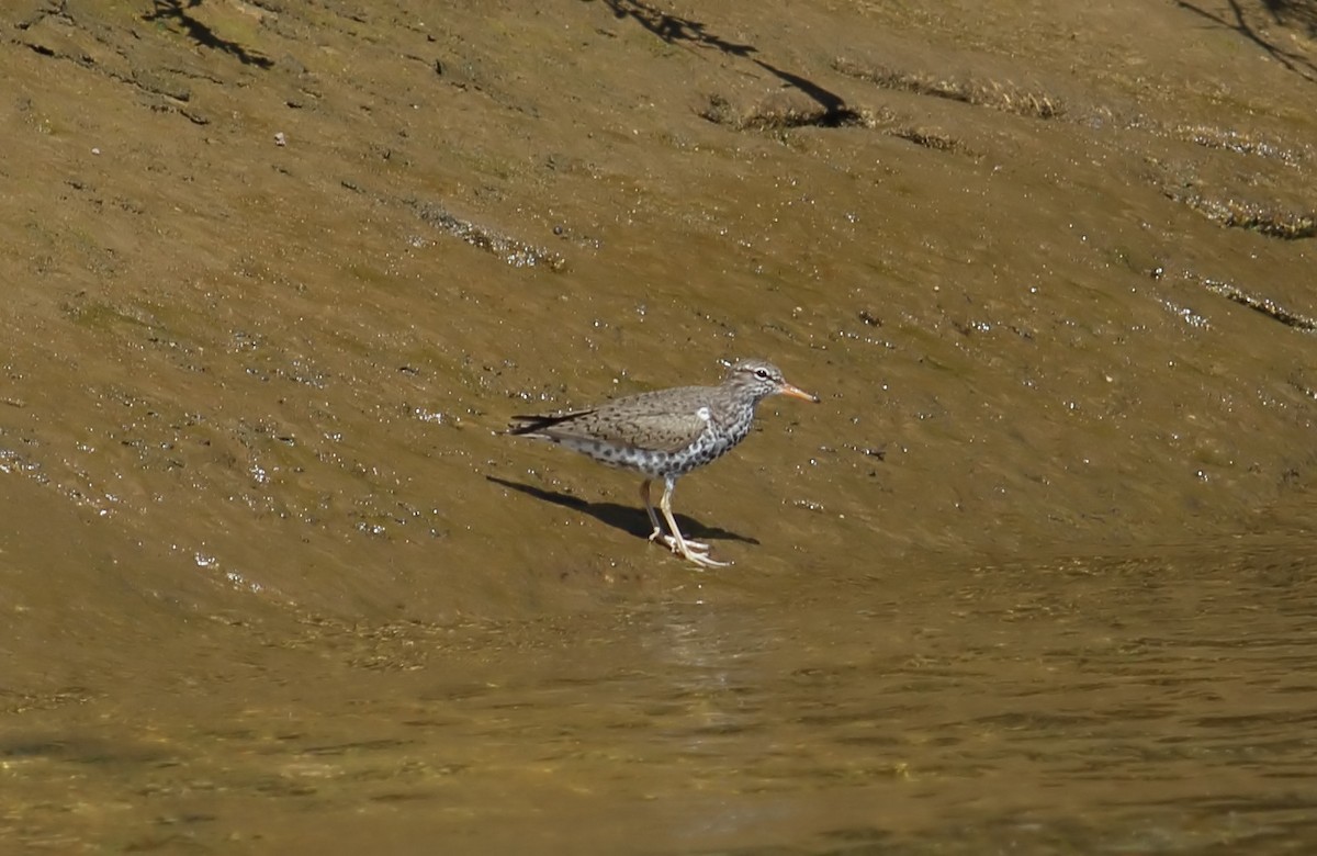 Spotted Sandpiper - James Porter