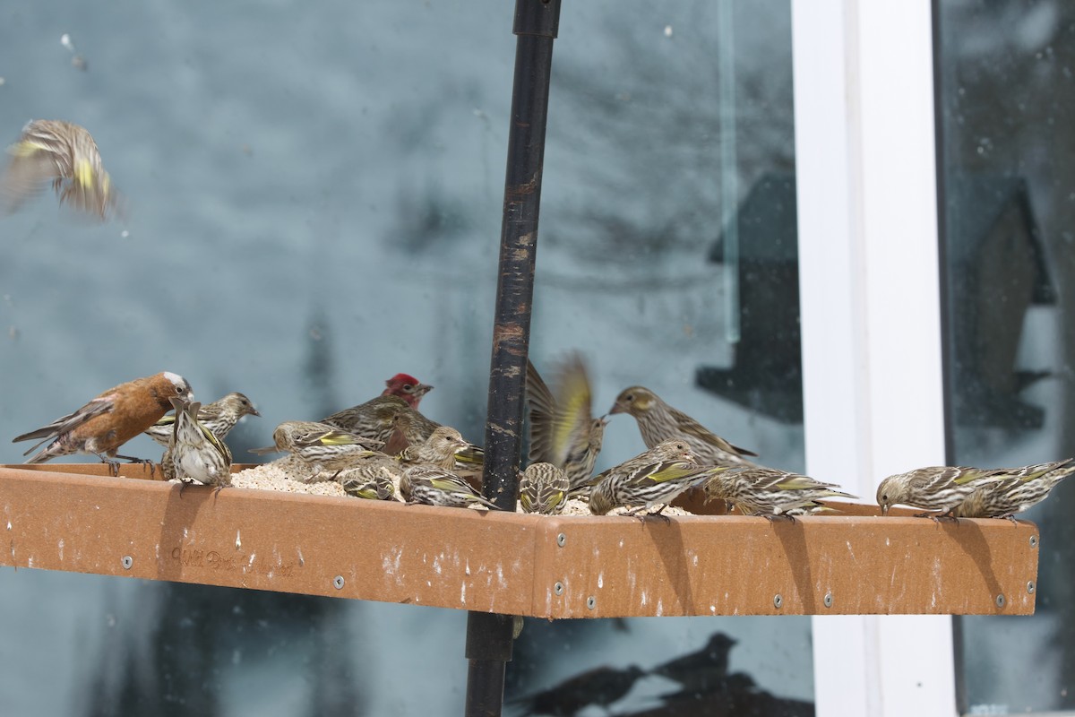 Gray-crowned Rosy-Finch (Gray-crowned) - ML618353992