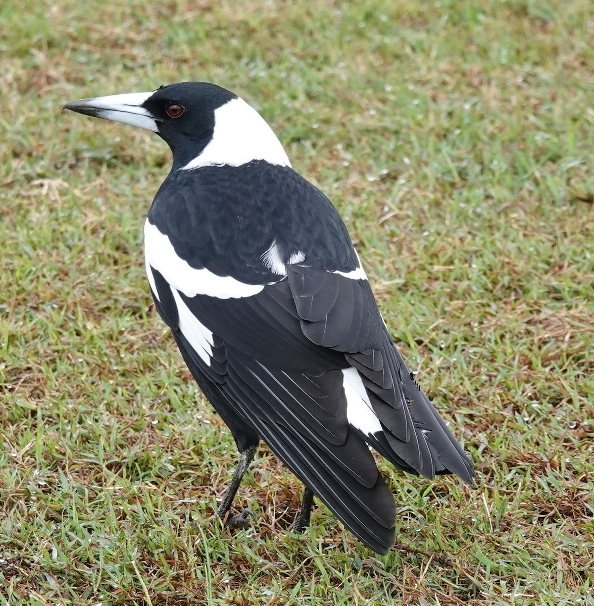 Australian Magpie (Black-backed) - Alan Coates