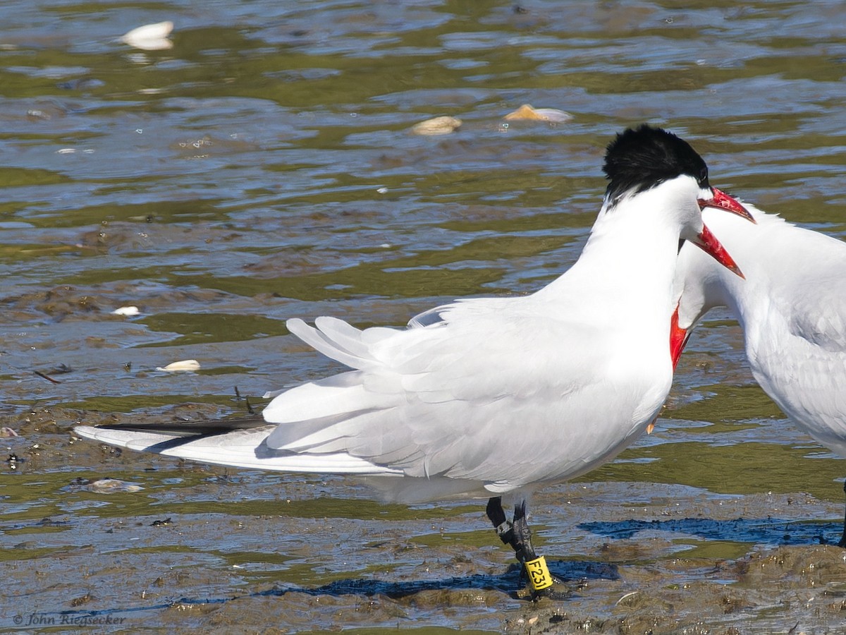 Caspian Tern - John Riegsecker