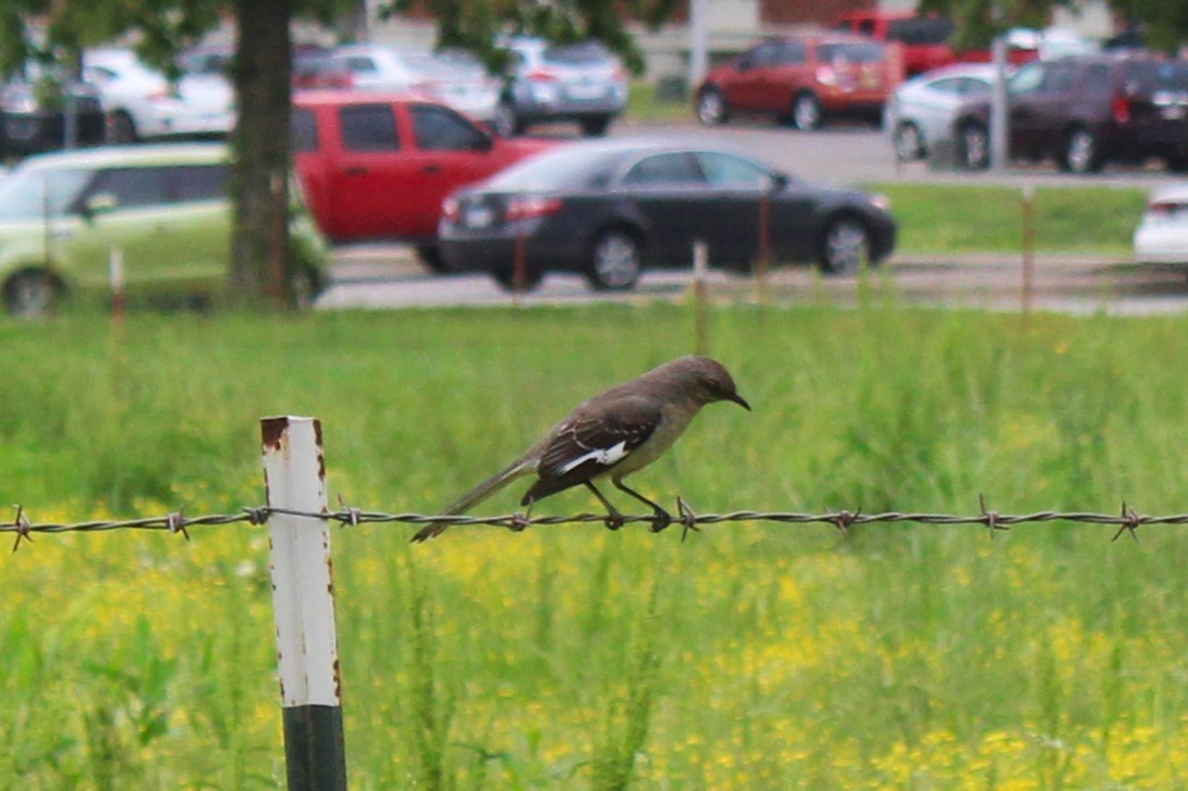 Northern Mockingbird - ML618354009