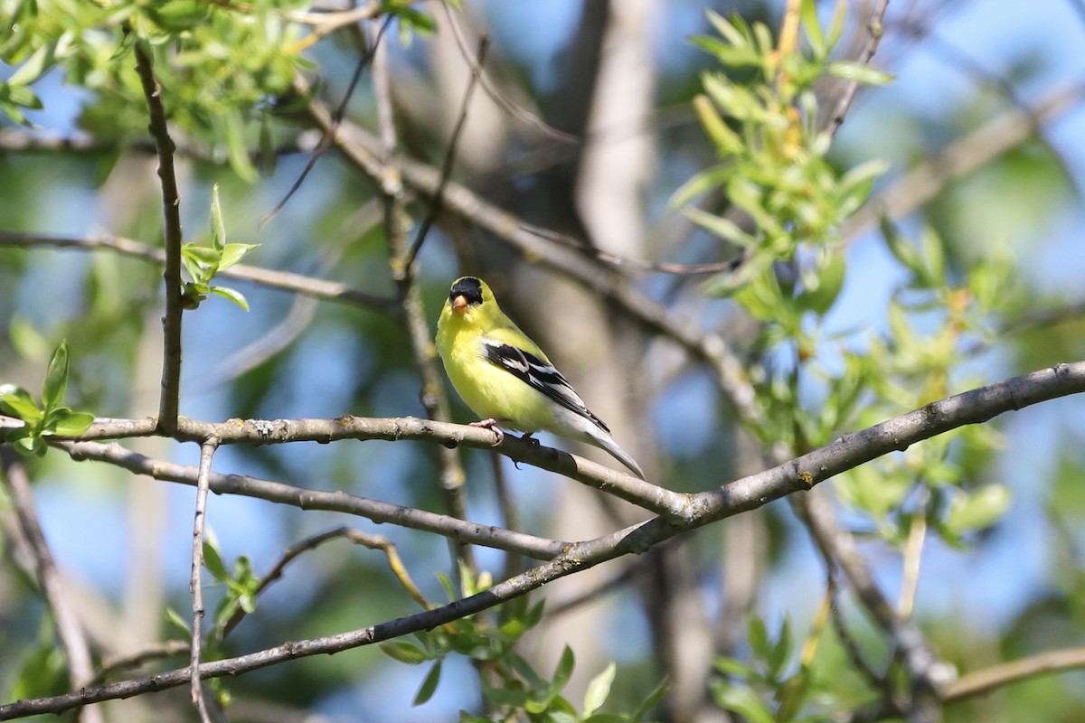 American Goldfinch - Eric Habisch